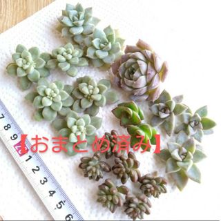 多肉植物🌱セット💕寄せ植え🌱寄植えに💕カット苗(その他)