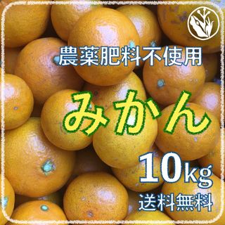 ③早い者勝ちありがとうセール!早生温州みかん「樹熟大坊みかん」秀品10Kgご購入お考えの方はTH