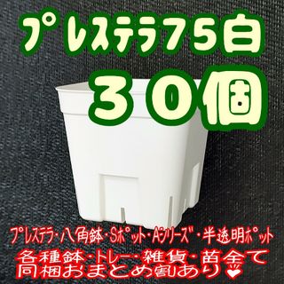 【スリット鉢】プレステラ75白30個 多肉植物 プラ鉢(プランター)