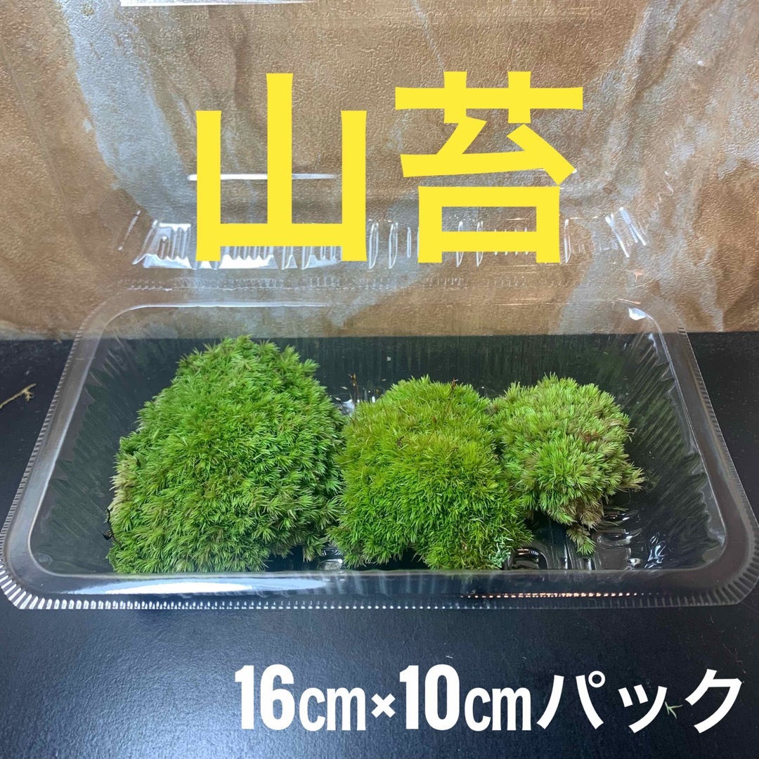 山苔　天然　こけ　コケ　苔テラリウム　コケリウム ハンドメイドのフラワー/ガーデン(その他)の商品写真