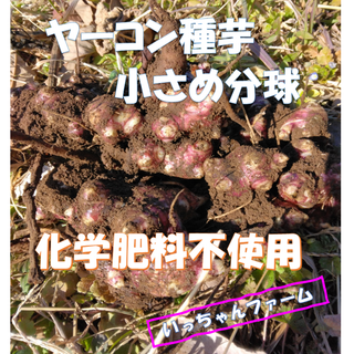 ヤーコン種芋　小さめ分球済み　お試し１０株　ネコポス発送　冬のキャンペーン中(野菜)