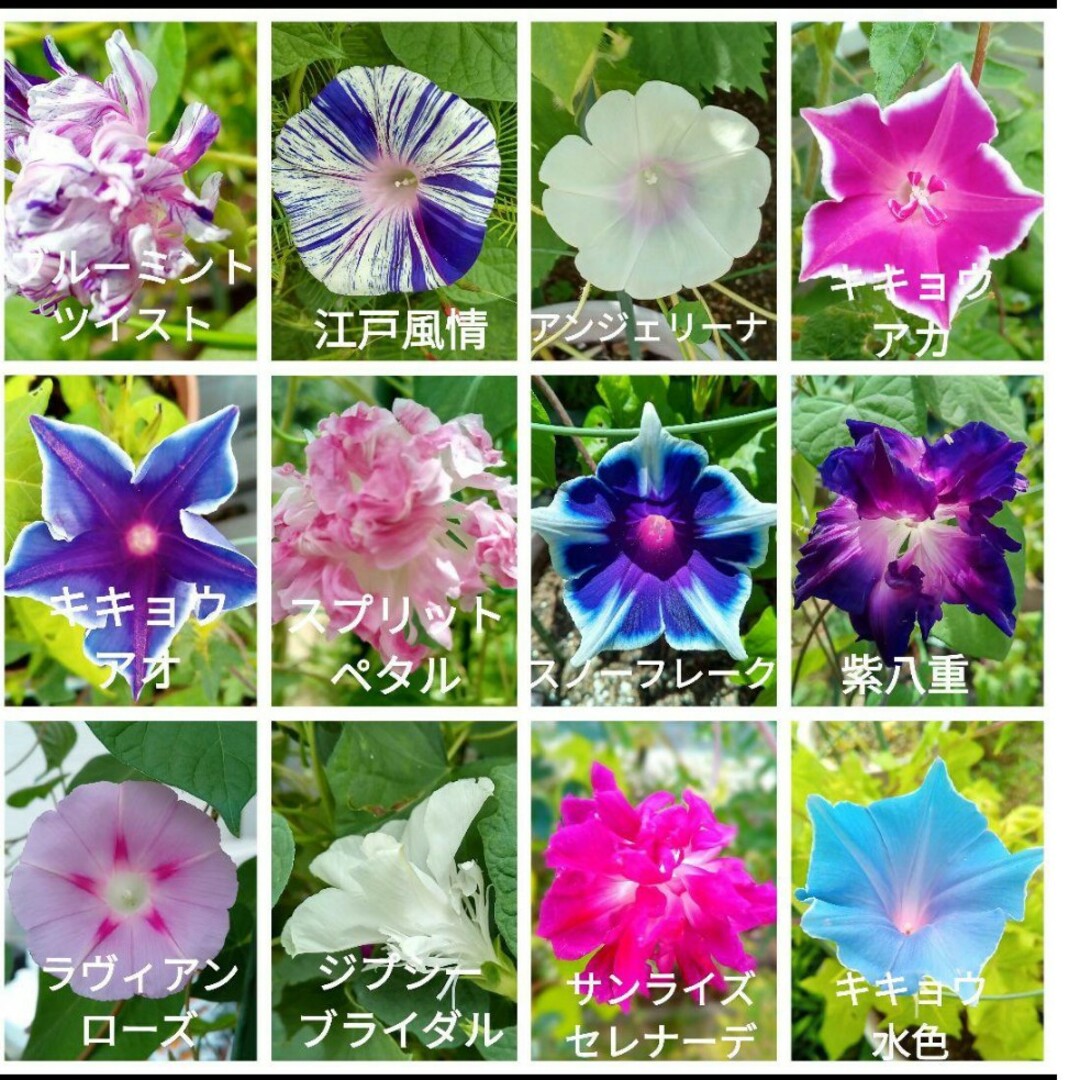 花の種　朝顔MIXの種 ハンドメイドのフラワー/ガーデン(その他)の商品写真