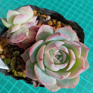 富士砂 細目 微粒 2L 1800g【アガベ、化粧砂、化粧石】の通販 by