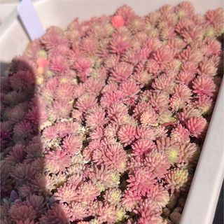 多肉植物　斑入りパリダムのカット苗20カット(その他)