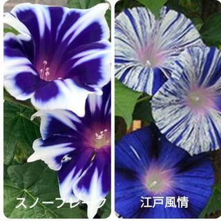 花の種　朝顔　江戸風情とスノーフレークの種(プランター)