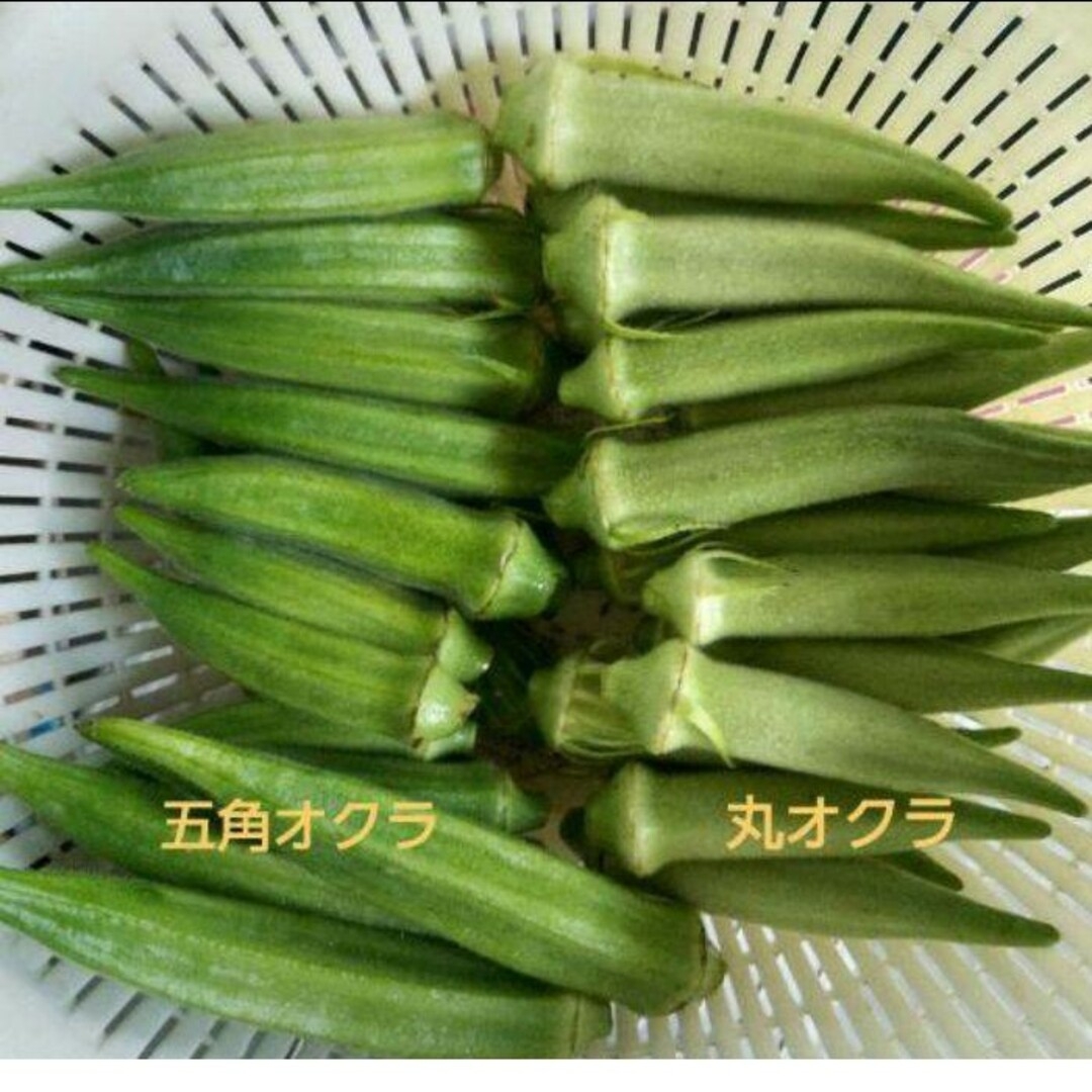 自然農法　丸オクラの固定種　５０粒 食品/飲料/酒の食品(野菜)の商品写真