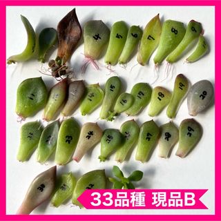 多肉植物 葉挿し 33品種 現品B(その他)