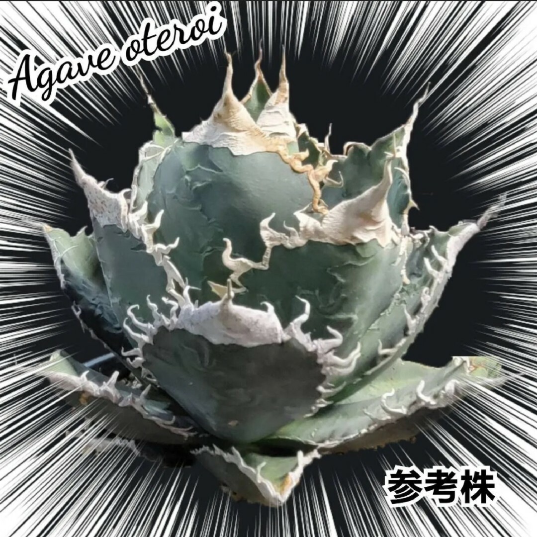 アガベ なかろ オテロイFO-076 厳龍種子20粒+1粒メキシコ アガベ なかろ オテロイFO-076 厳龍種子20粒+1粒メキシコ
