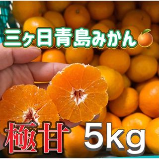 三ヶ日青島みかん　みかん　5kg  ミカン　蜜柑　三ヶ日みかん(フルーツ)