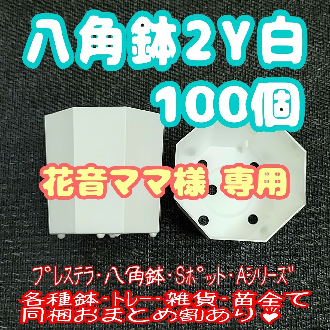 《2Y》カネヤ 八角鉢 白 100個 プラ鉢 多肉植物 プレステラ ハンドメイドのフラワー/ガーデン(プランター)の商品写真