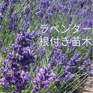 根付き苗［LG31］可愛い素敵な香りの花が咲くラベンダー グロッソ(プランター)