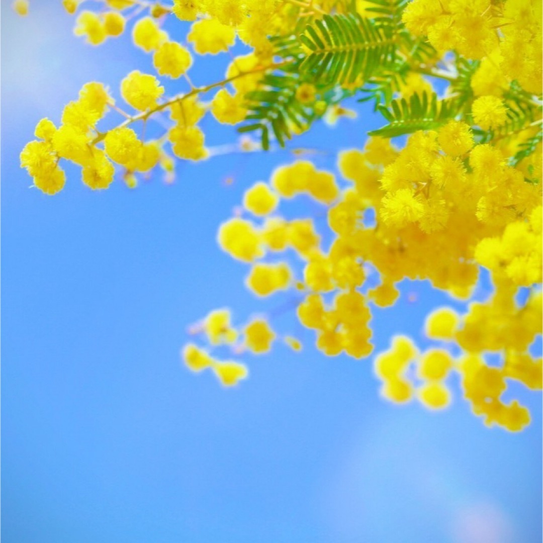 【花の種】銀葉アカシア☆ミモザ 種子約20粒！宿根草ドライフラワーシンボルツリー ハンドメイドのフラワー/ガーデン(プランター)の商品写真