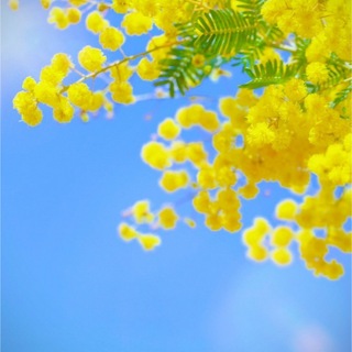 【花の種】銀葉アカシア☆ミモザ 種子約20粒！宿根草ドライフラワーシンボルツリー(プランター)