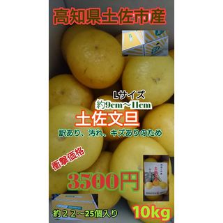 高知県土佐市産 土佐文旦 Lサイズ10kg 激安 訳あり文旦 送料込み(フルーツ)