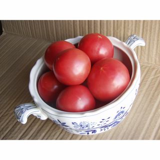 固定種　トマト種　アロイトマト　種　20粒　栽培資料1点 　無農薬　野菜種(野菜)