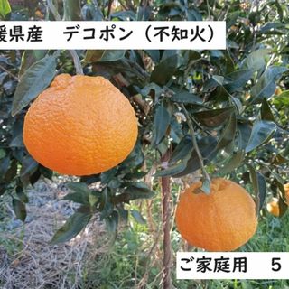 デコポン　不知火　（シラヌイ　シラヌヒ）　愛媛県産　5kg　訳あり　ご家庭(フルーツ)