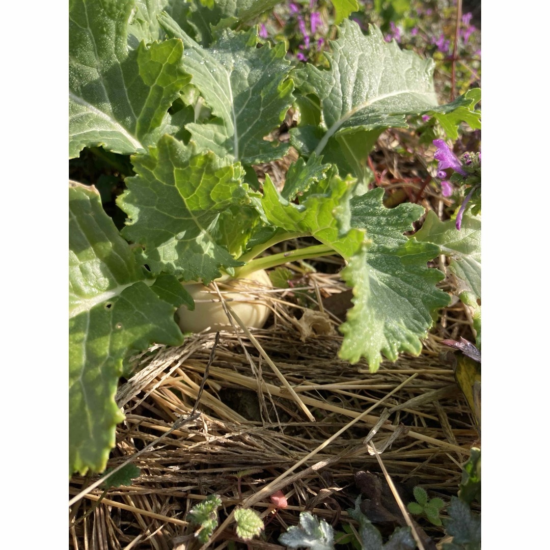 プルプル新鮮お野菜詰め合わせ 食品/飲料/酒の食品(野菜)の商品写真