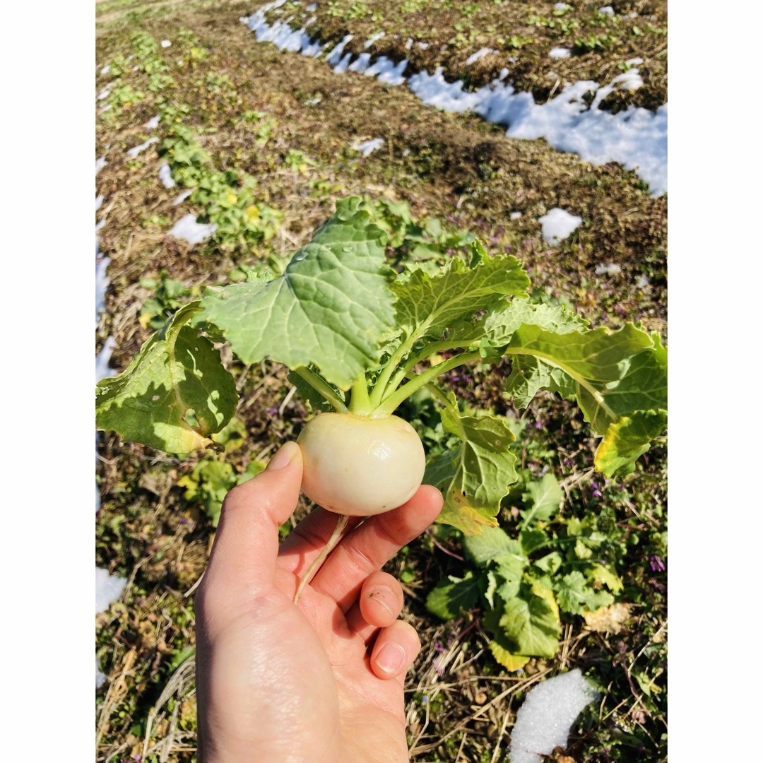 プルプル新鮮お野菜詰め合わせ 食品/飲料/酒の食品(野菜)の商品写真