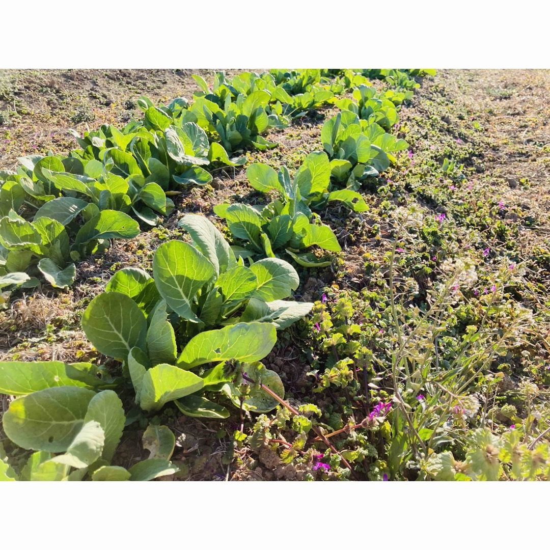 プルプル新鮮お野菜詰め合わせ 食品/飲料/酒の食品(野菜)の商品写真