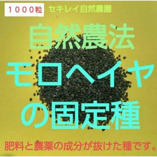 自然農法　モロヘイヤの固定種　１０００粒以上(野菜)