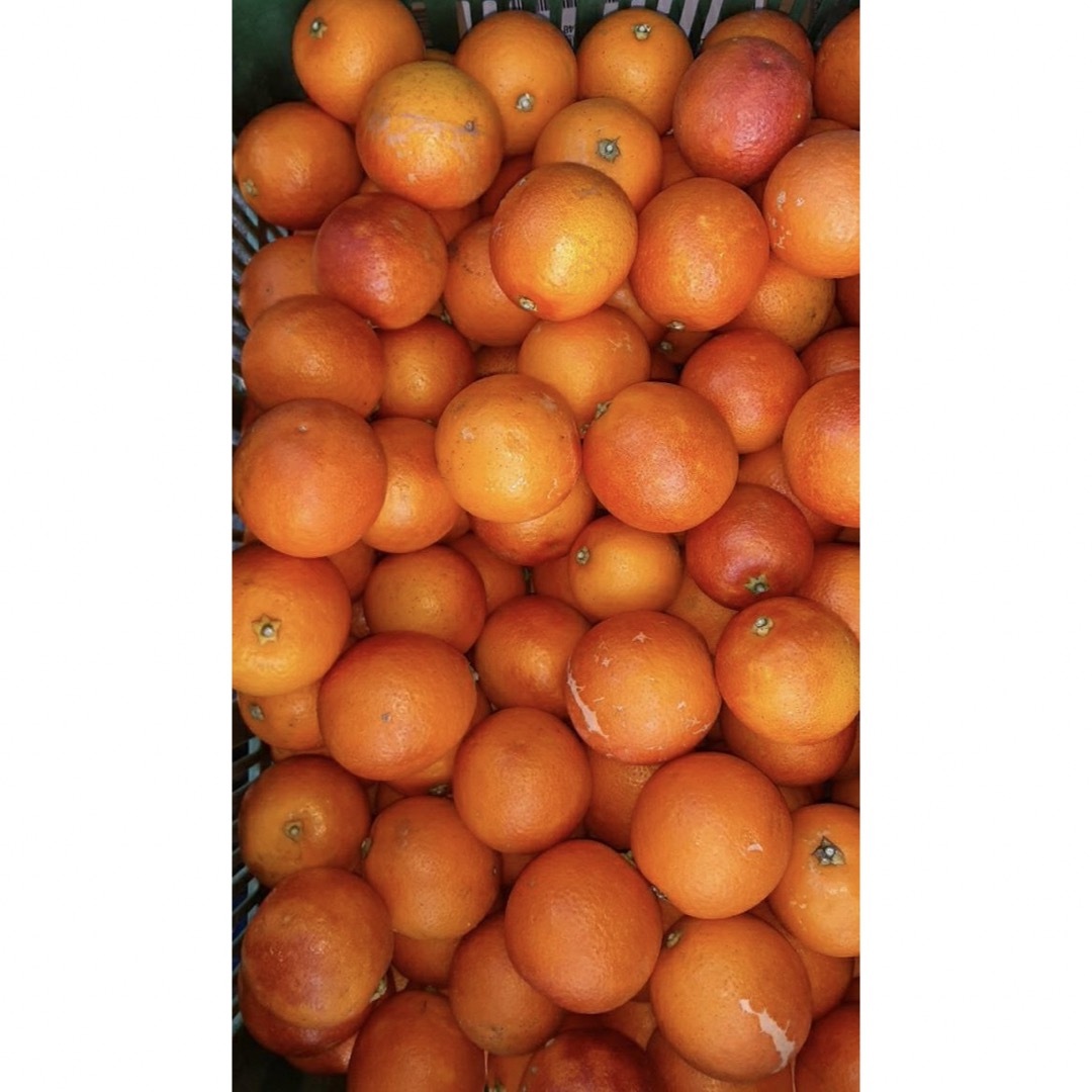 ご了承下さいませ愛媛県産　ブラッドオレンジ　モロ　柑橘　10kg