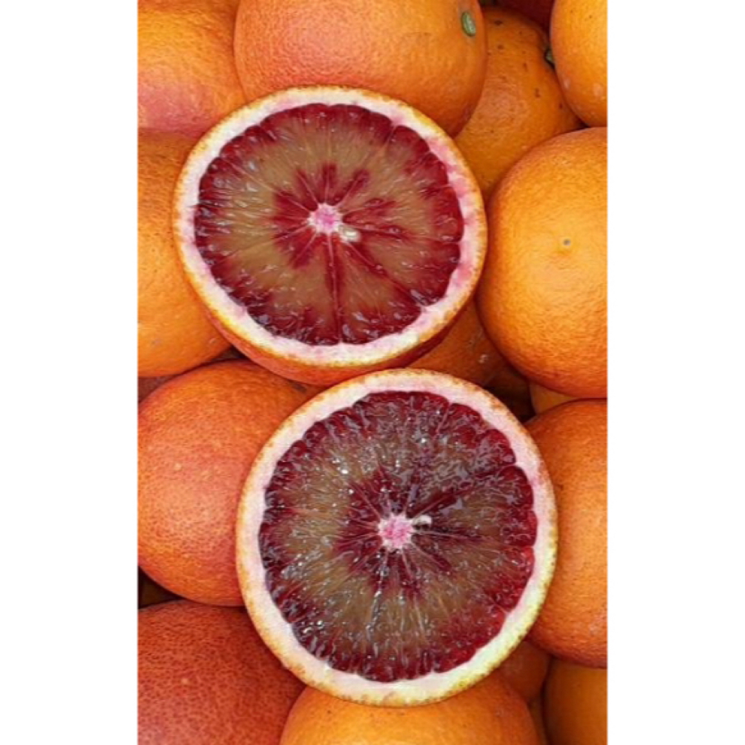 愛媛県産　ブラッドオレンジ　柑橘　モロ　10kg 食品/飲料/酒の食品(フルーツ)の商品写真