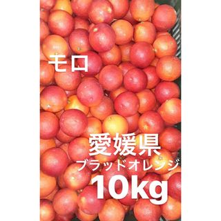 愛媛県産　ブラッドオレンジ　柑橘　モロ　10kg(フルーツ)