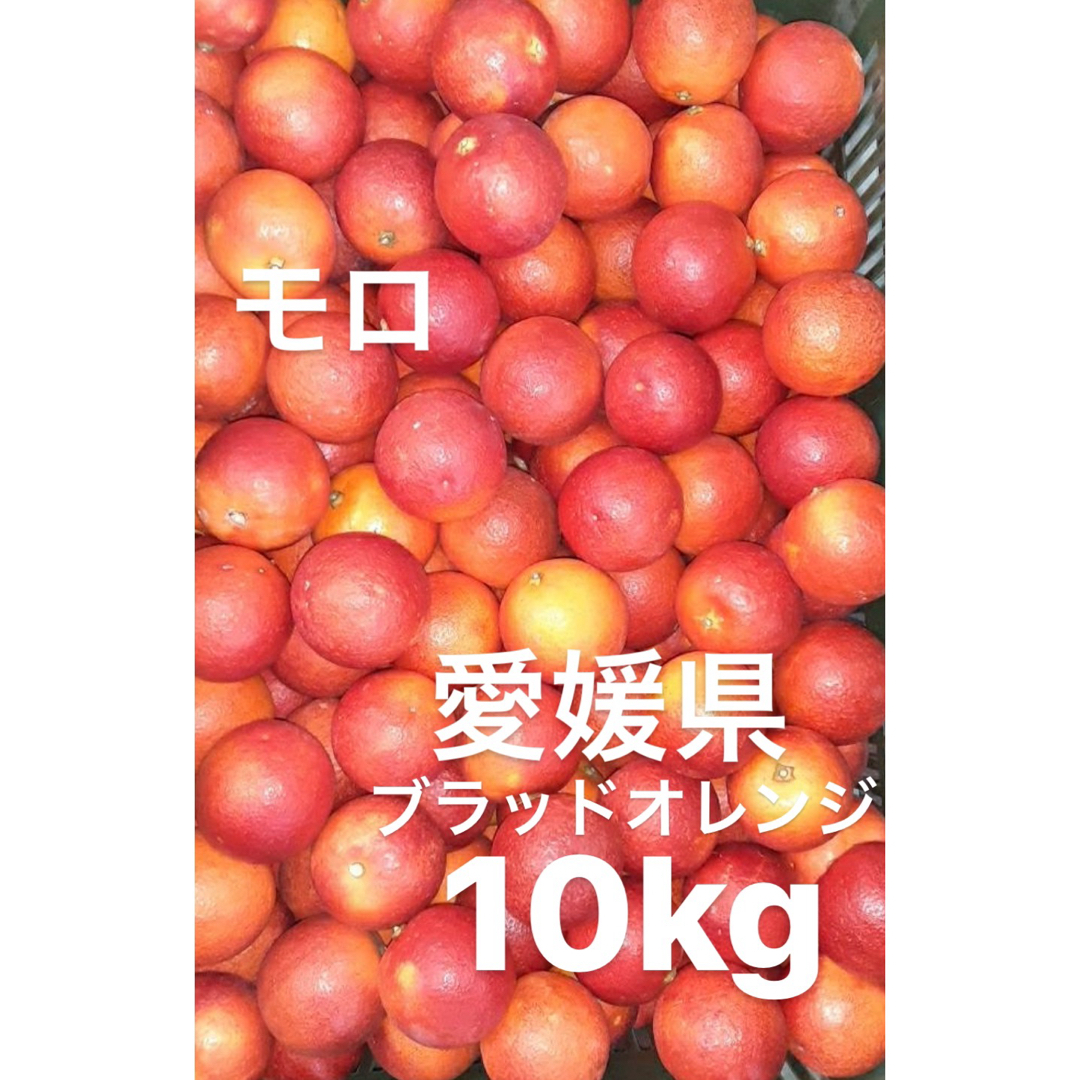 ご了承下さいませ愛媛県産　ブラッドオレンジ　モロ　柑橘　10kg