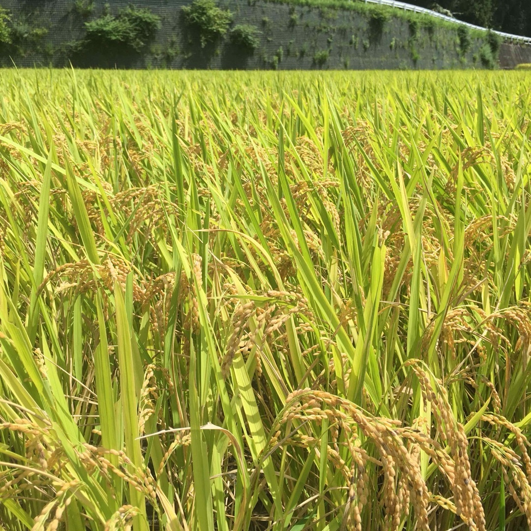 【令和5年度産】お試し用　あきたこまち 6合分　精米済 食品/飲料/酒の食品(米/穀物)の商品写真