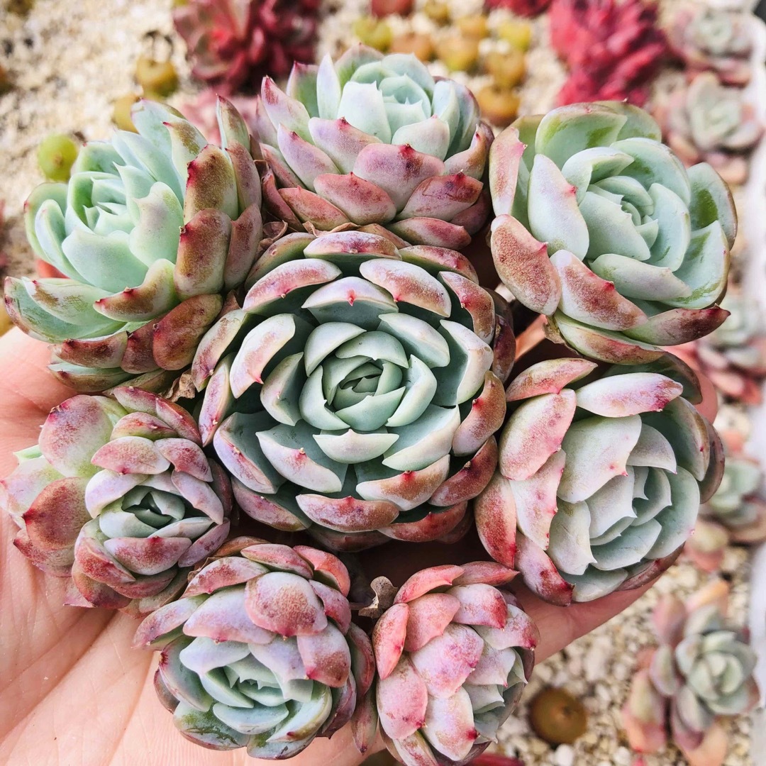 2023セール 韓国苗 クリームベリー 8頭 多肉植物 エケベリア 可愛い 2023セール 韓国苗 クリームベリー 8頭 多肉植物 エケベリア 可愛い