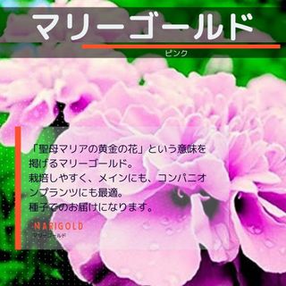 ゆうパケット　マリーゴールド☆ピンク☆種子12粒(その他)