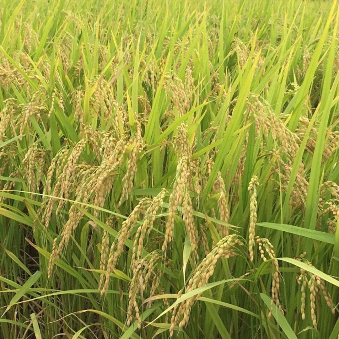 羽黒山の麓で育った美味しいお米！山形県産特別栽培米ひとめぼれ（白米）５ｋｇ 食品/飲料/酒の食品(米/穀物)の商品写真