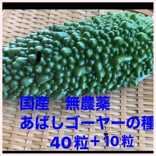 国産　無農薬　あばしゴーヤーの種　50粒(野菜)