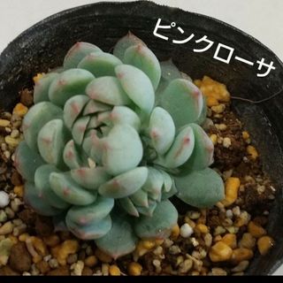 多肉植物　ピンクローサ　抜き苗(その他)