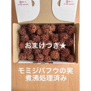 モミジバフウの実 煮沸処理済み 60個 おまけ付き★(その他)