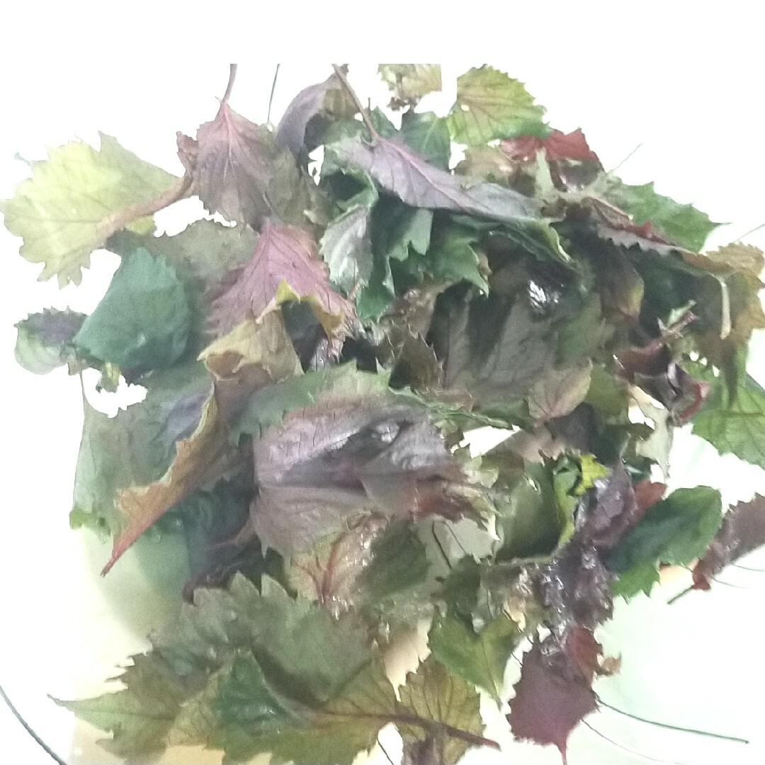 有機　赤紫蘇　種 食品/飲料/酒の食品(野菜)の商品写真