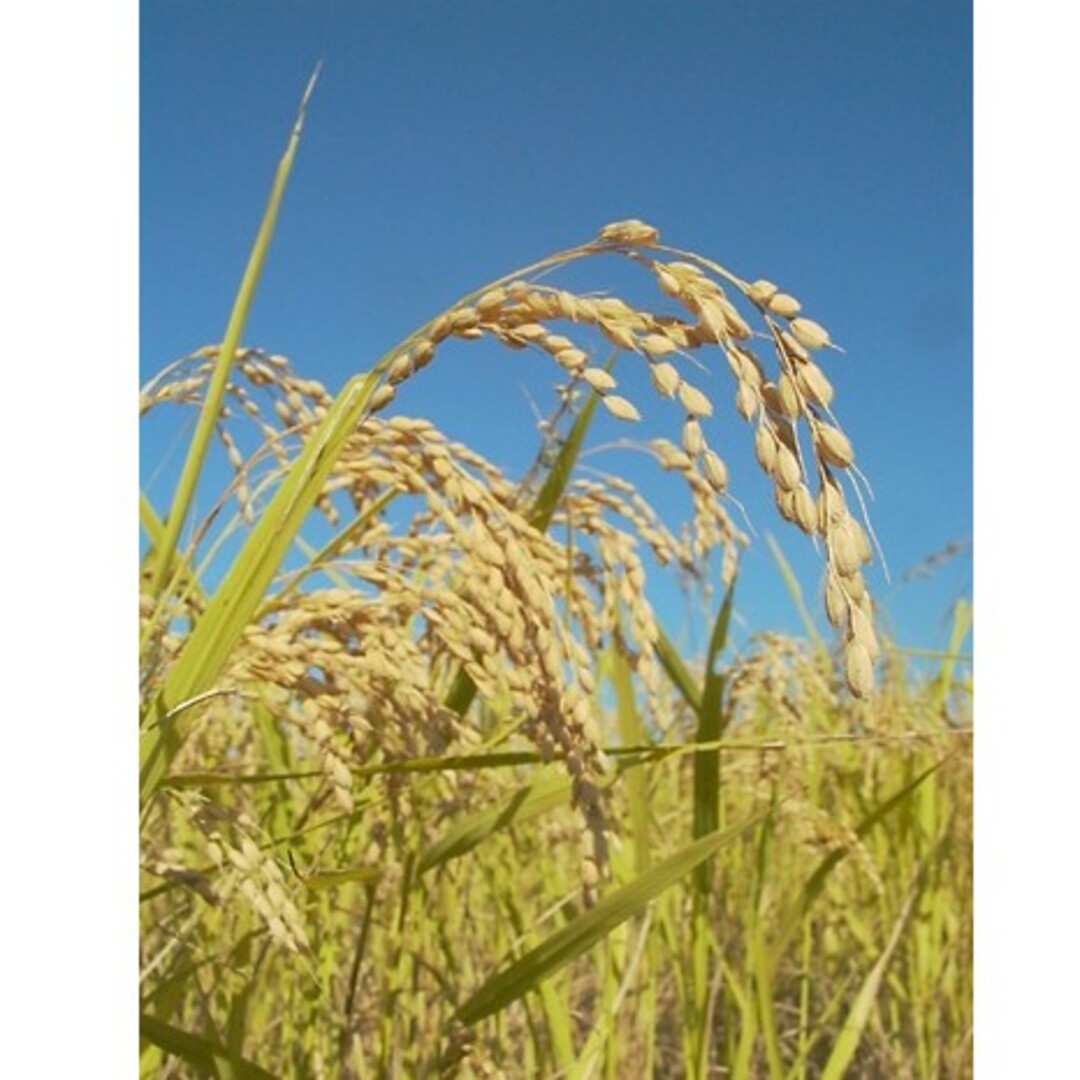 無農薬　太陽をいっぱい浴びた稲わら　藁　家庭菜園　お正月しめ縄　メダカ越冬　ペッ ハンドメイドのペット(その他)の商品写真