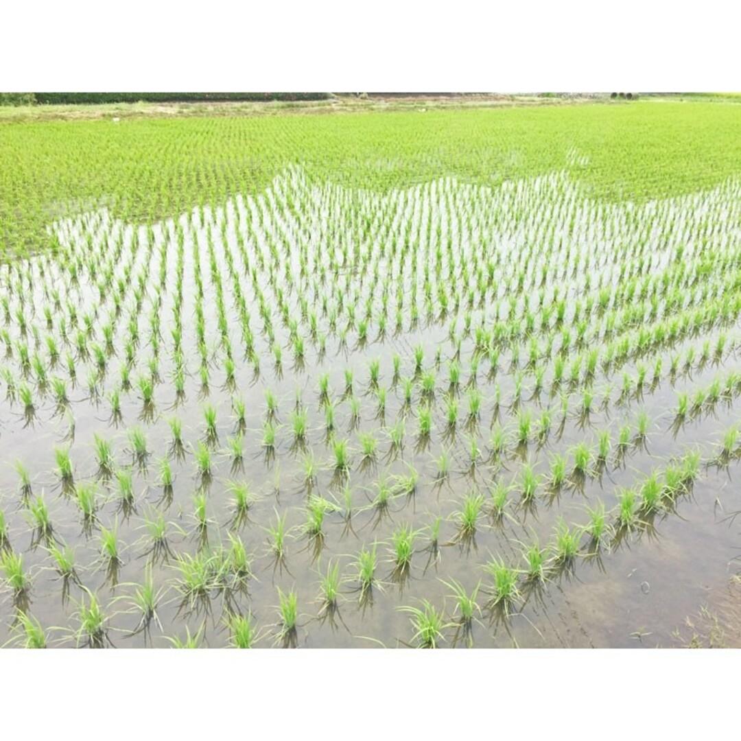 無農薬　太陽をいっぱい浴びた稲わら　藁　家庭菜園　お正月しめ縄　メダカ越冬　ペッ ハンドメイドのペット(その他)の商品写真