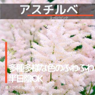 ゆうパケット　アスチルベ☆エウロパピンク☆種子15粒(その他)