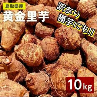 【訳あり】黄金里芋 大和芋 宅急便 10kg さといも サトイモ 山芋(野菜)