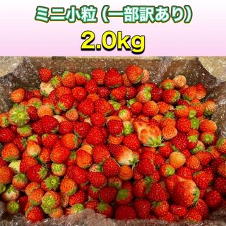 ミニ小粒や一部奇形果など訳あり 約2.0kg　紅ほっぺ　いちご 🍓(フルーツ)