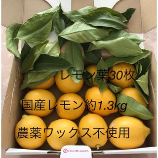 農薬不使用 国産レモン約1.3kg レモン葉30枚　収穫したて(フルーツ)