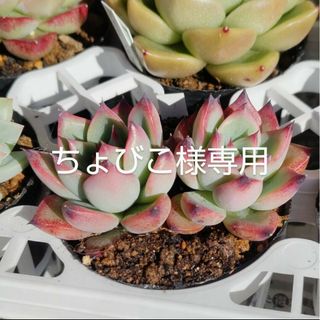 多肉植物♡ちょびこ様専用♡(その他)