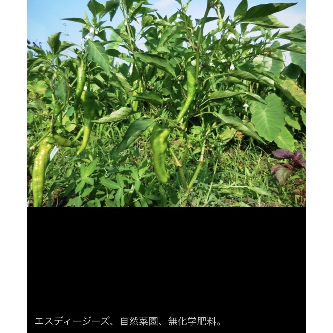 ムキムキ 甘い唐辛子 10粒 万願寺とうがらし ピーマン 京野菜 食品/飲料/酒の食品(野菜)の商品写真