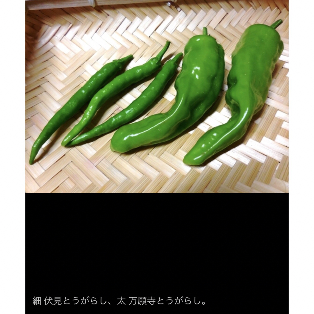 ムキムキ 甘い唐辛子 10粒 万願寺とうがらし ピーマン 京野菜 食品/飲料/酒の食品(野菜)の商品写真