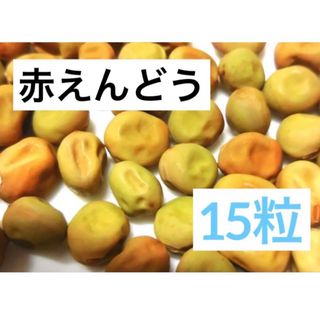 赤　えんどう豆　種　15粒(野菜)