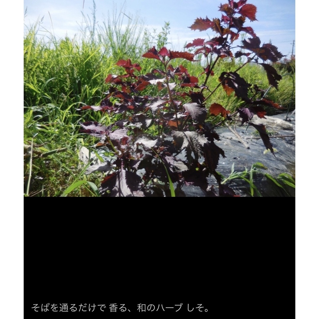 昭和からの味 香り ちりめん 赤しそ 300粒　和のハーブ スプラウト 発芽野菜 食品/飲料/酒の食品(野菜)の商品写真