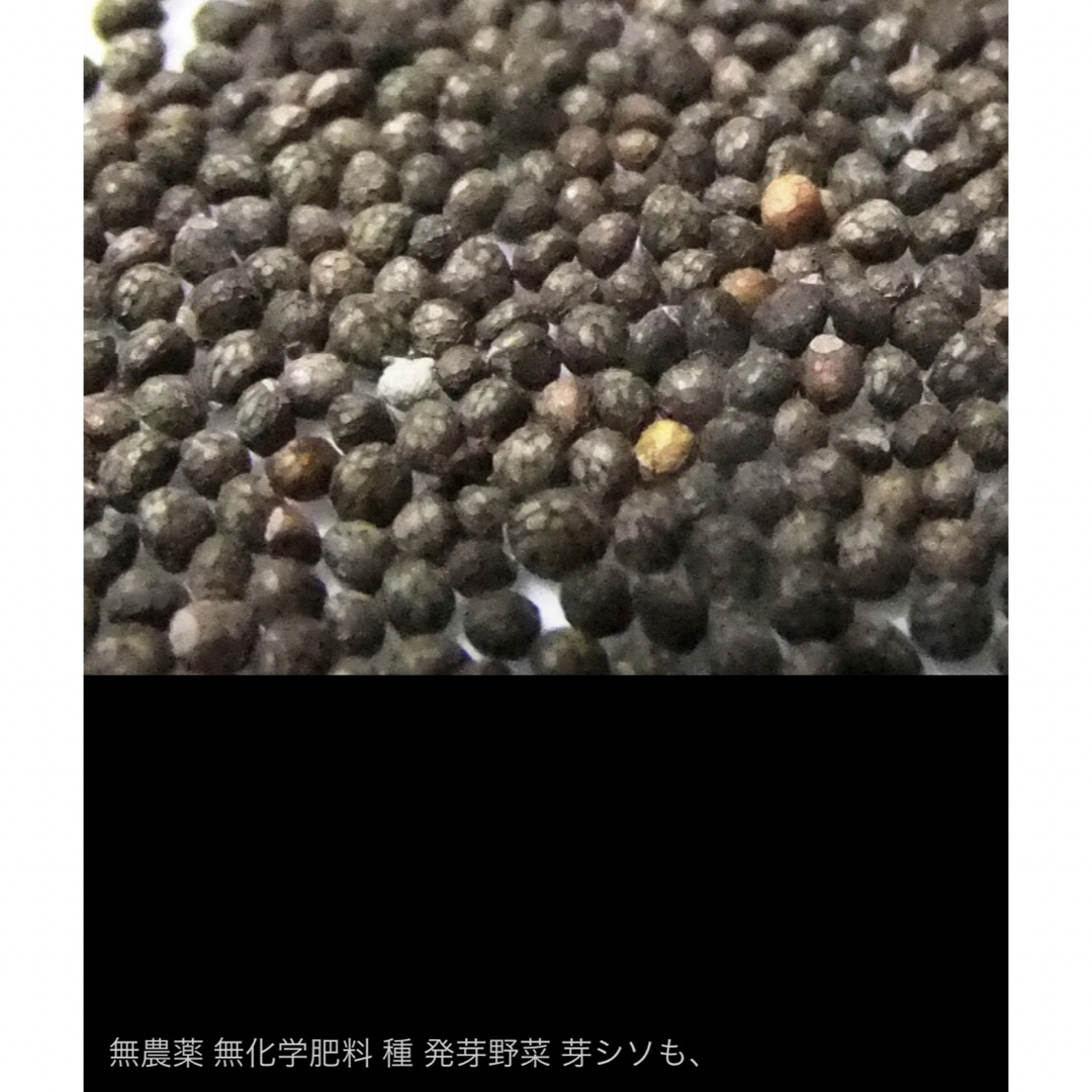 昭和からの味 香り ちりめん 赤しそ 300粒　和のハーブ スプラウト 発芽野菜 食品/飲料/酒の食品(野菜)の商品写真