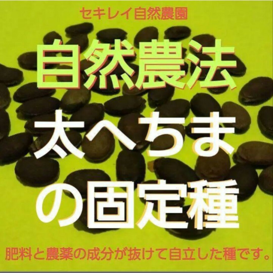 自然農法　太へちまの固定種　４０粒以上 食品/飲料/酒の食品(野菜)の商品写真