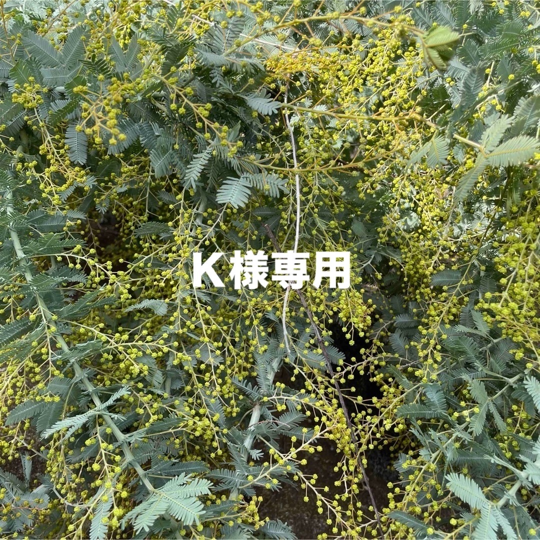 ミモザ　花穂　蕾 ハンドメイドのフラワー/ガーデン(ドライフラワー)の商品写真